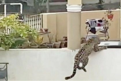 Leopard Incident - DHA Phase 2 Isb