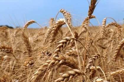 Ship carrying 50,000MT Russian wheat reaches Gwadar